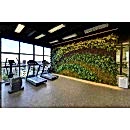 SUNİ BİTKİ DUVARLAR SUNİ BİTKİ DUVARLAR