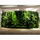 SUNİ BİTKİ DUVARLAR SUNİ BİTKİ DUVARLAR