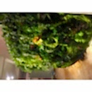 SUNİ BİTKİ DUVARLAR SUNİ BİTKİ DUVARLAR