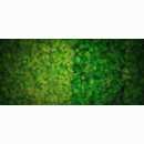 LYCOPODIUM YOSUN DUVAR