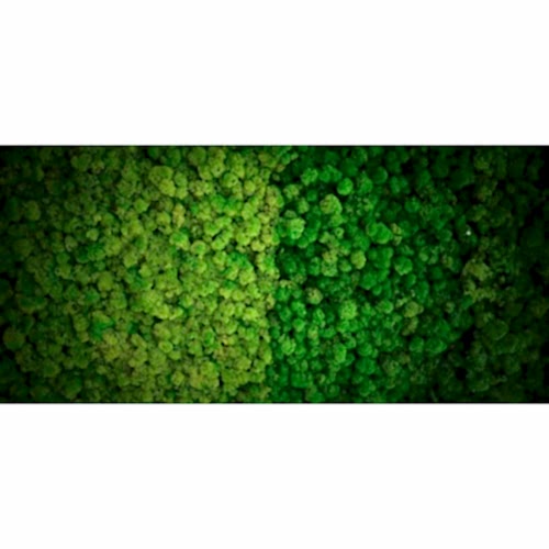 LYCOPODIUM YOSUN DUVAR