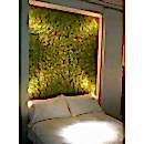 LYCOPODIUM YOSUN DUVAR