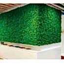 LICHEN YOSUN DUVAR LICHEN YOSUN DUVAR