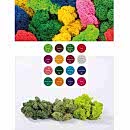 LICHEN YOSUN DUVAR LICHEN YOSUN DUVAR