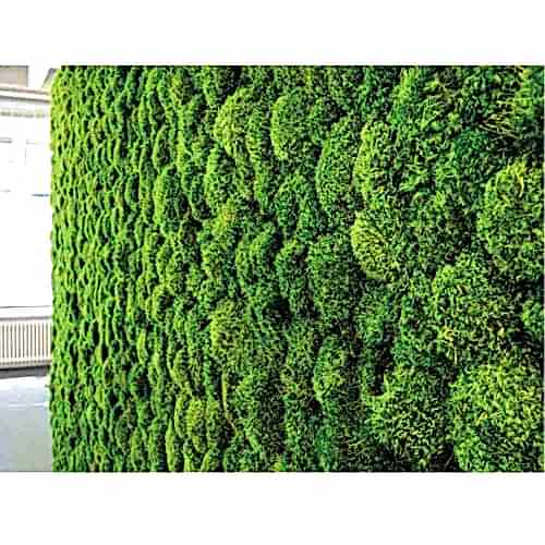 PROVENCE MOSS | YOSUN DUVAR YOSUN DUVAR