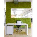 LYCOPODIUM YOSUN DUVAR